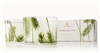 Ciao Bella Thymes Frasier Fir Pine Candle Set